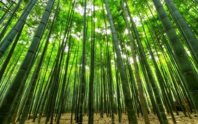 Growing Your Brand With Bamboo Promotional Products