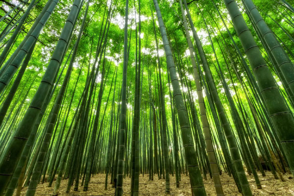 Growing Your Brand With Bamboo Promotional Products