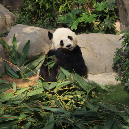Panda eating bamboo