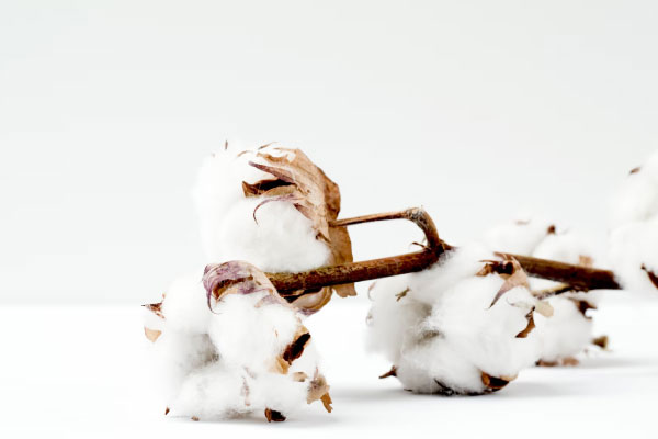 Cotton on a table